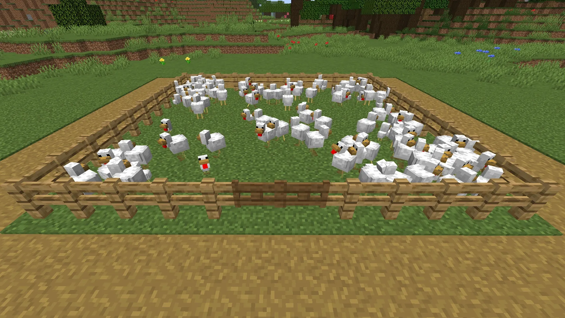 Élevage de poulets dans Minecraft